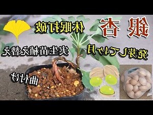 銀杏木 掉葉
